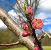 peach blossom.jpg